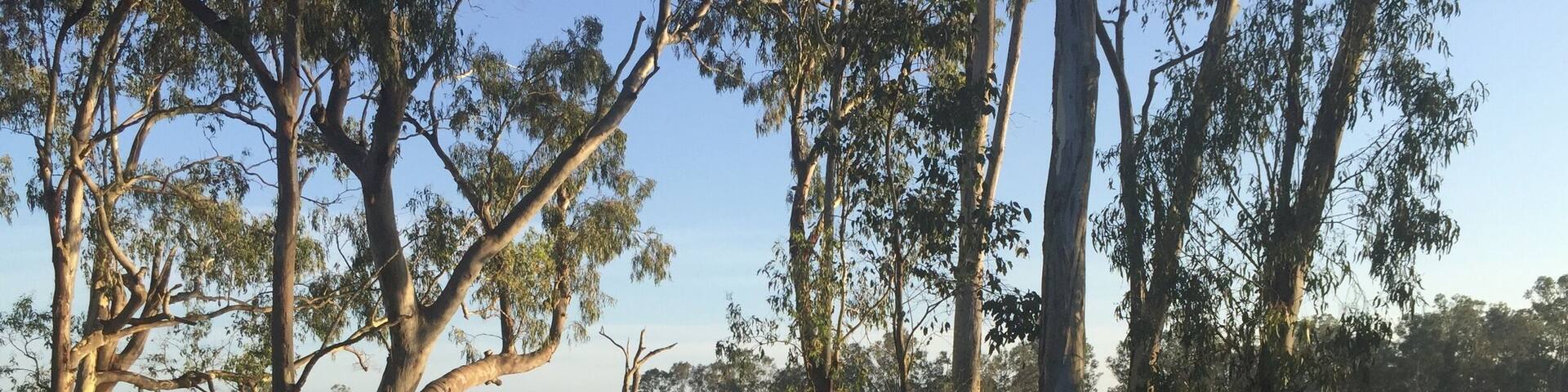 Elliot River at dawn