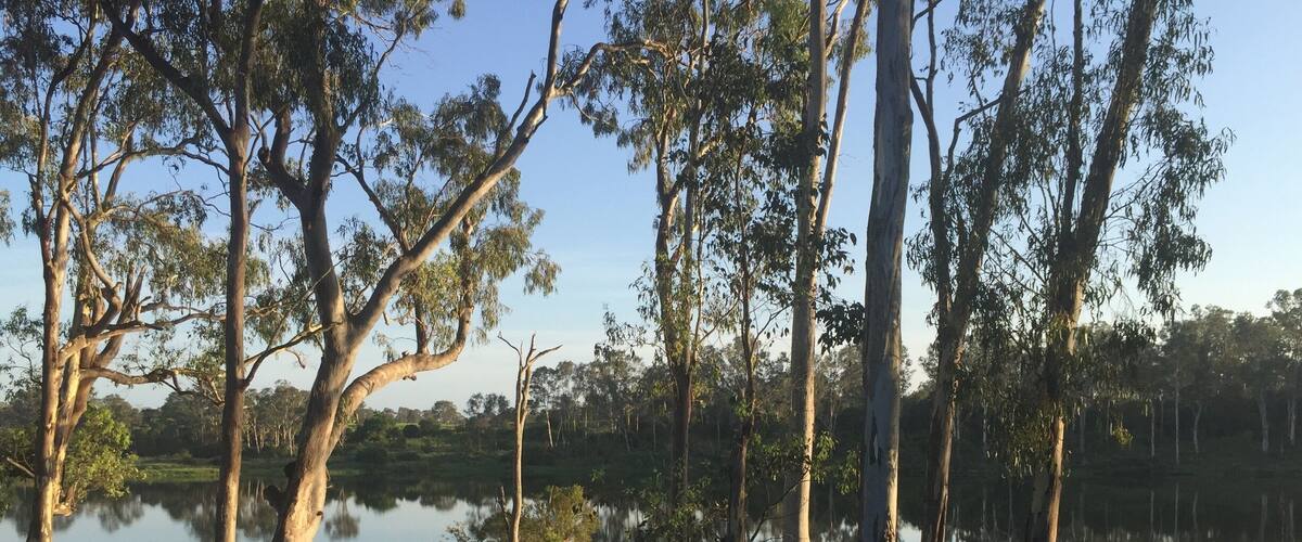 A calm lake surrounded by tall trees and grassy areas.