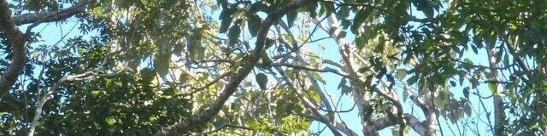 The trees outside the Nerada Tea House have some resident tree kangaroos, and these elusive creatures are well worth a visit! There are three in this picture alone - can you spot them?
www.cheskiesgaplife.com