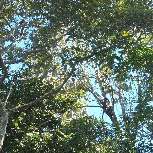 A tree with dense foliage and a bird perched on a branch.