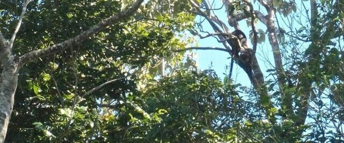 A tree with dense foliage and a bird perched on a branch.