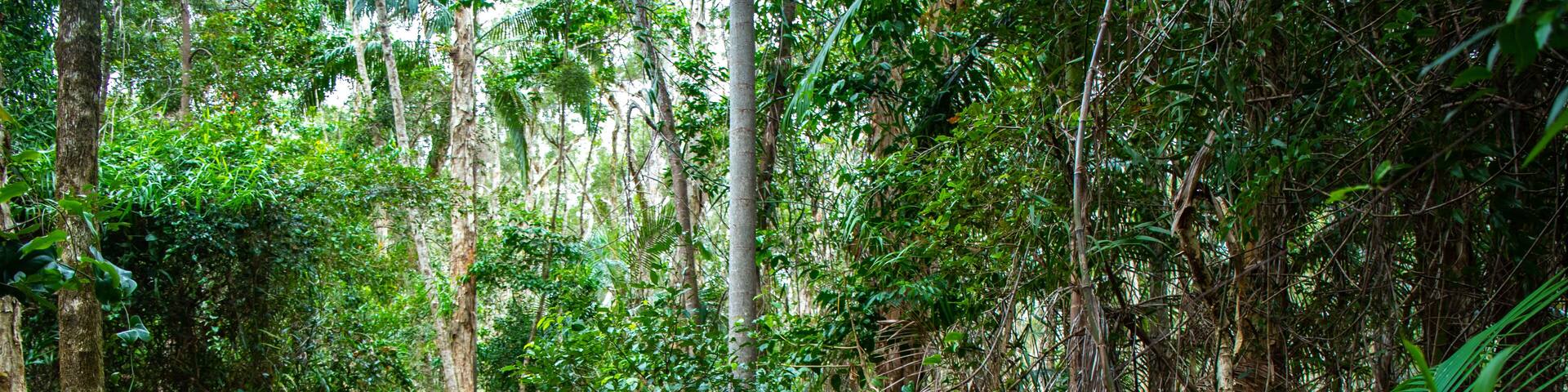 beautiful girl in hat walking through the dense bush near sunshite coast and brisbane, queensland, australia; unique plants in maroochy wetland sanctuary