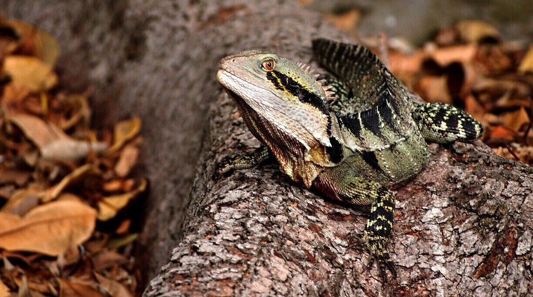 Australia Water Dragons are common all over Brisbane. I captured this beautiful fellow at Karawatha Forest which is in walking distance to my home in Calamvale. But I've seen hundreds of these cuties in South Bank Parklands, City Botanic Gardens, Roma Street Parklands and even in my university, QUT.
