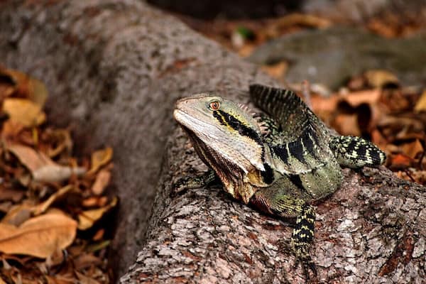 Australia Water Dragons are common all over Brisbane. I captured this beautiful fellow at Karawatha Forest which is in walking distance to my home in Calamvale. But I've seen hundreds of these cuties in South Bank Parklands, City Botanic Gardens, Roma Street Parklands and even in my university, QUT.