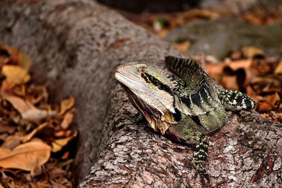A lizard on a tree branch surrounded by dry leaves.