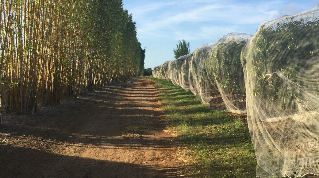 Lychee farm - Welcome Creek - Bundaberg Queensland
