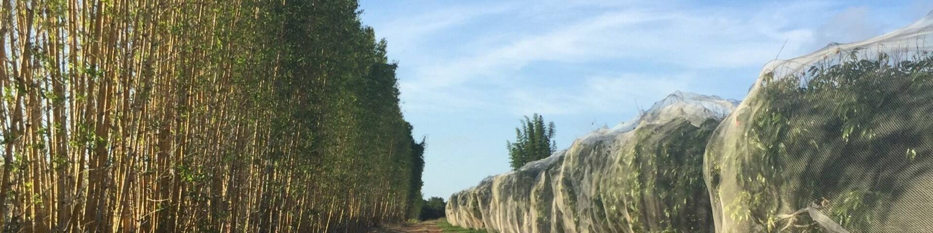 Lychee farm - Welcome Creek - Bundaberg Queensland