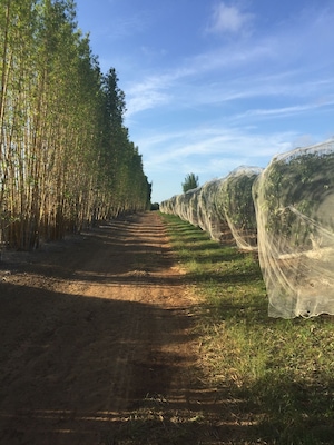 Lychee farm - Welcome Creek - Bundaberg Queensland
