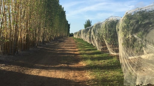 Lychee farm - Welcome Creek - Bundaberg Queensland