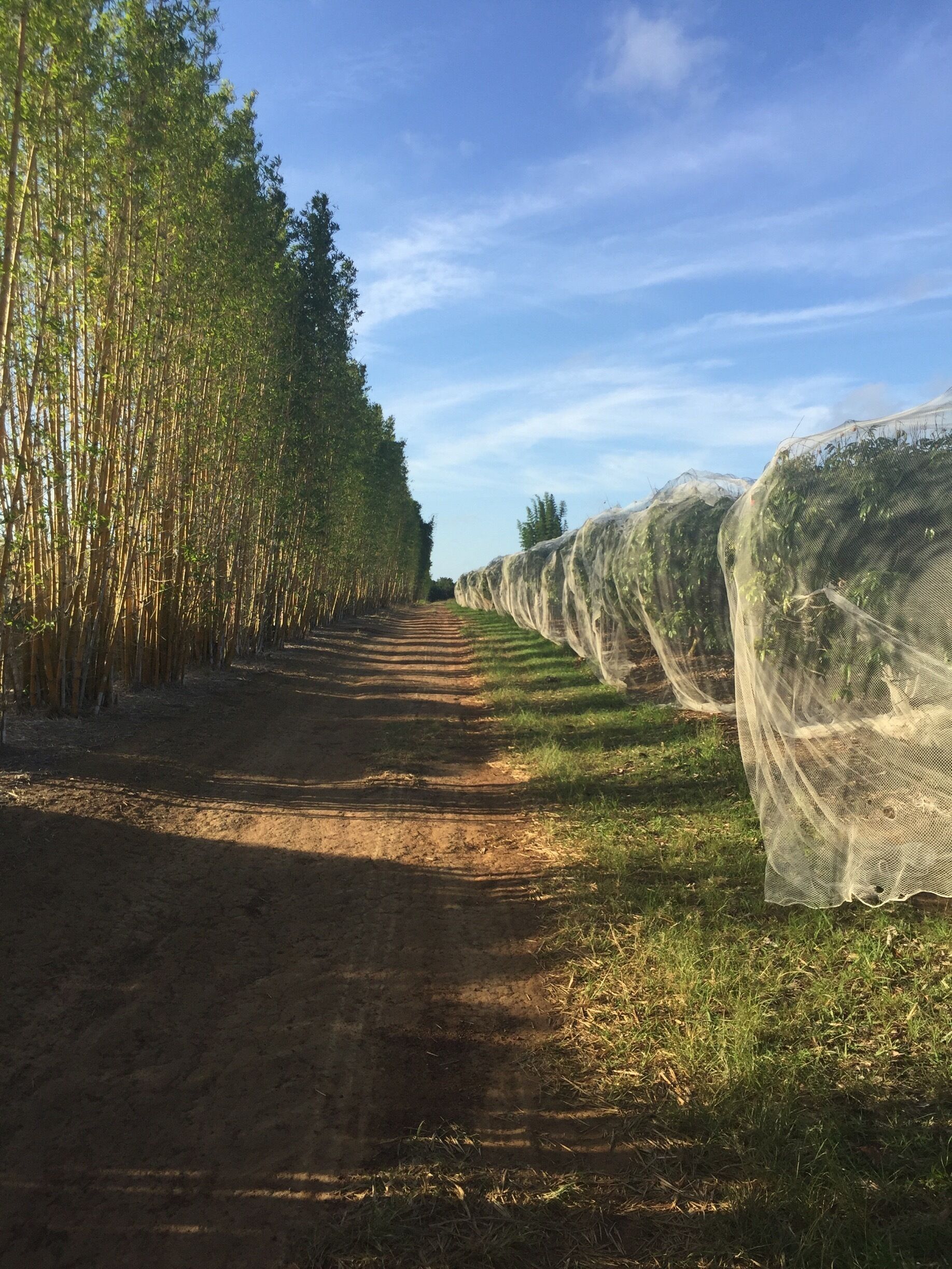 A dirt path flanked by bamboo groves and covered with protective netting.