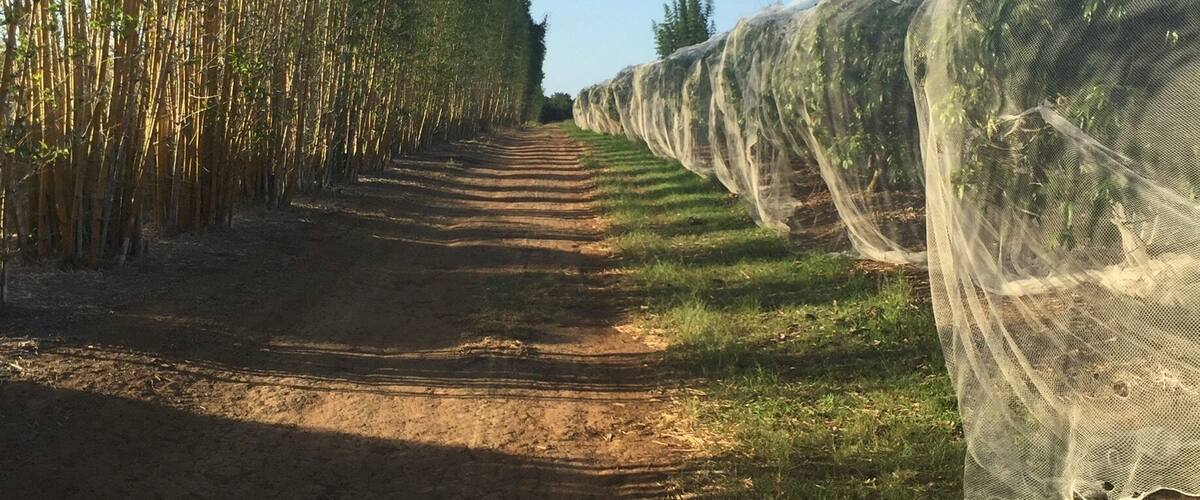 A dirt path flanked by bamboo groves and covered with protective netting.
