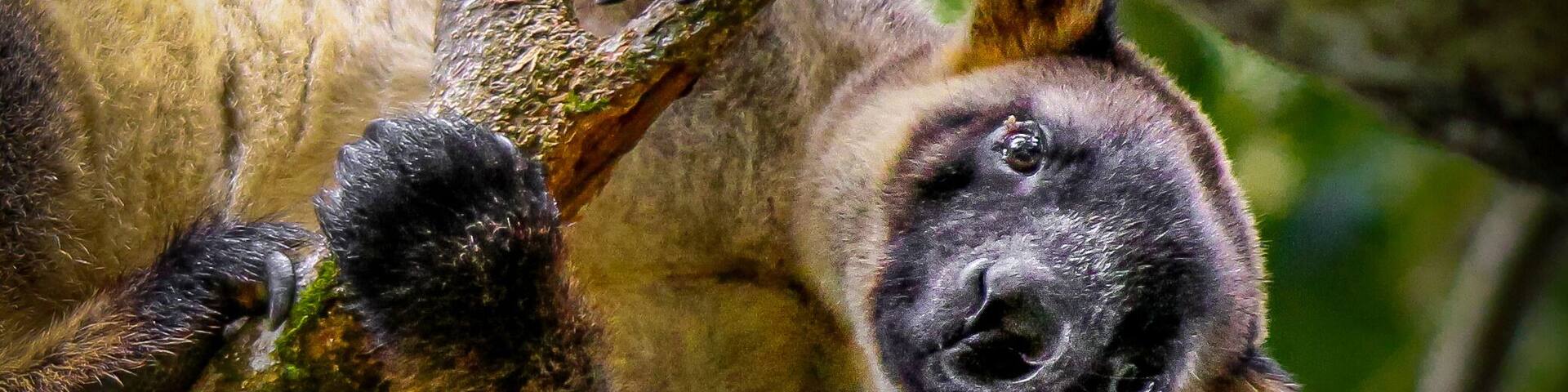 Have you ever seen a Tree Kangaroo? I'll admit, before I travelled around Australia I didn't even know they existed! I thought they were a kind of a local hoax like a "Drop Bear"!