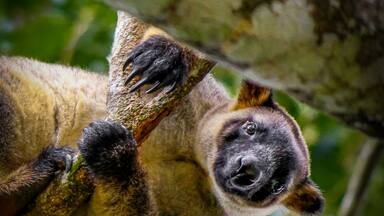 Have you ever seen a Tree Kangaroo? I'll admit, before I travelled around Australia I didn't even know they existed! I thought they were a kind of a local hoax like a "Drop Bear"!