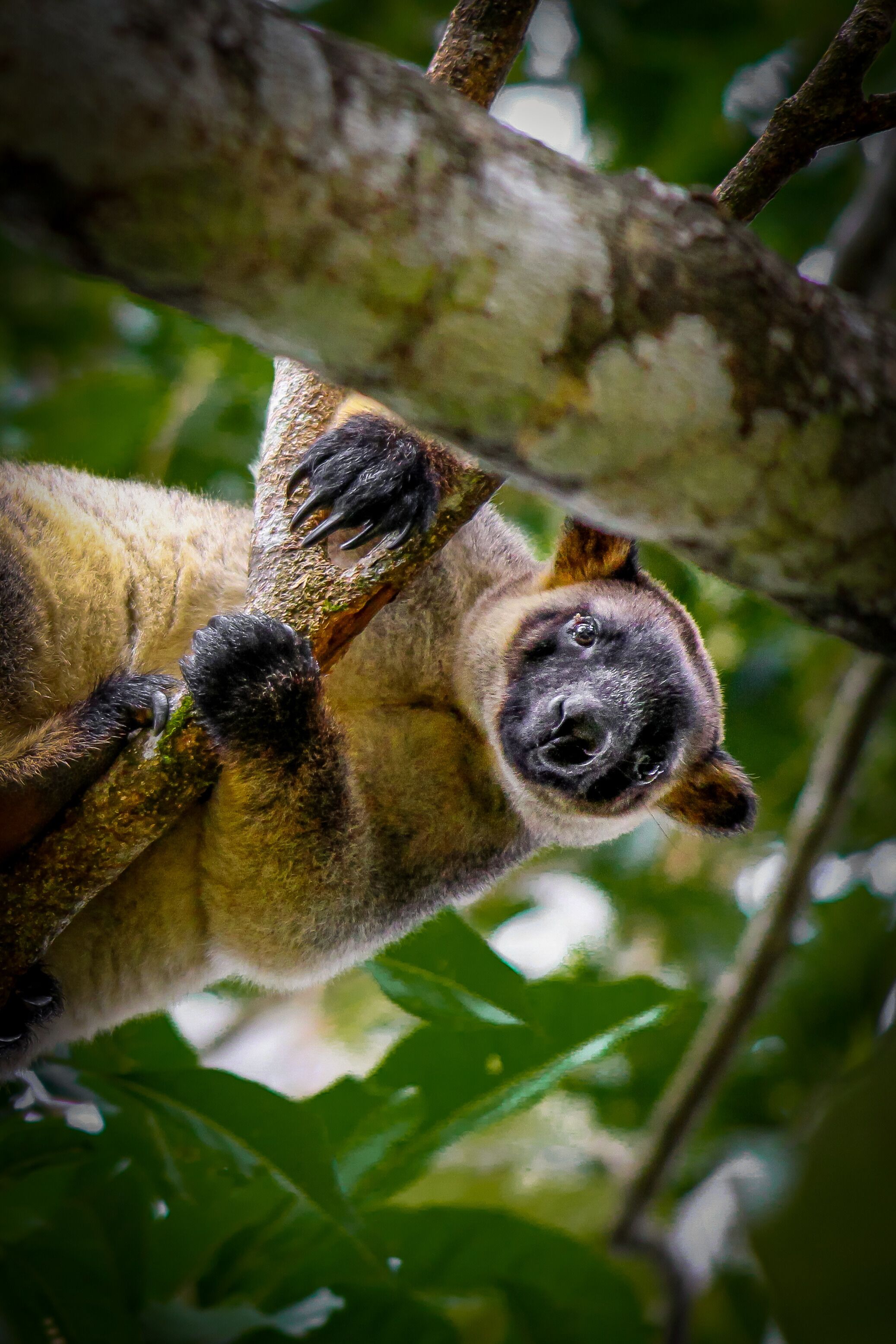 A primate clinging to a tree branch.