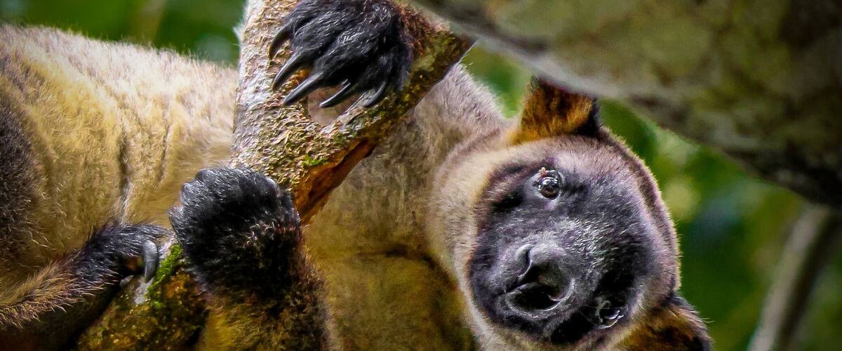 A primate clinging to a tree branch.