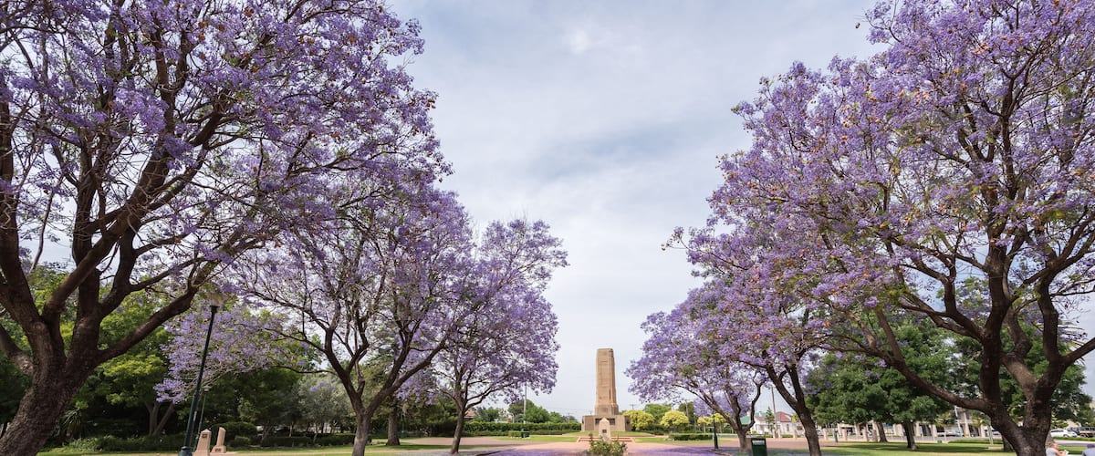 Jacaranda over rural street in Victoria Park, Dubbo, NSW, Australia.