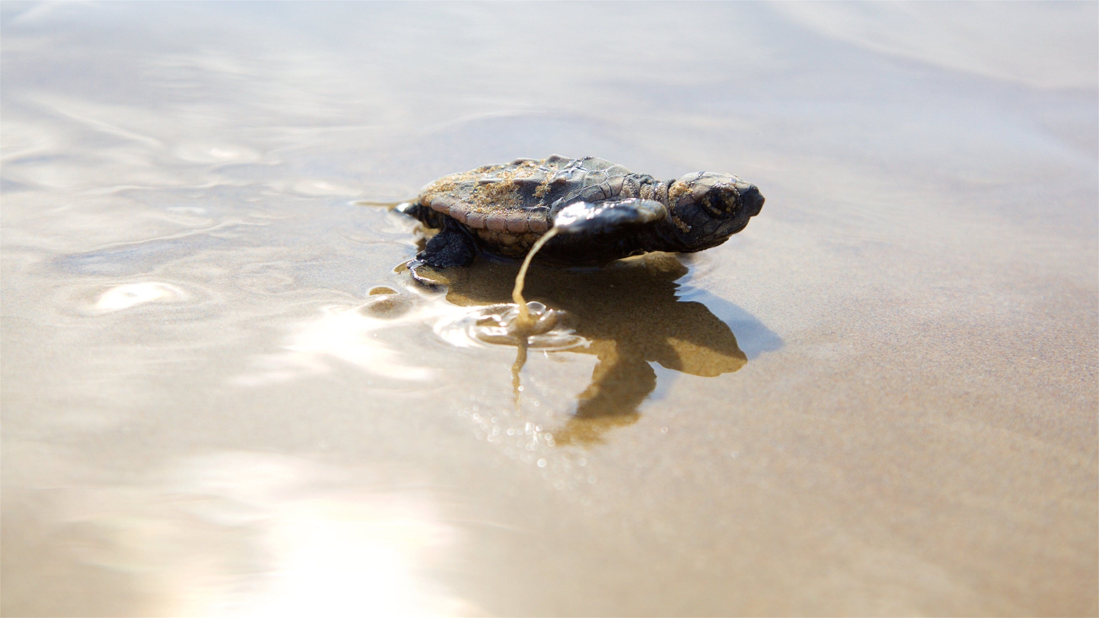 Bargara som inkluderer sjøliv og sandstrand