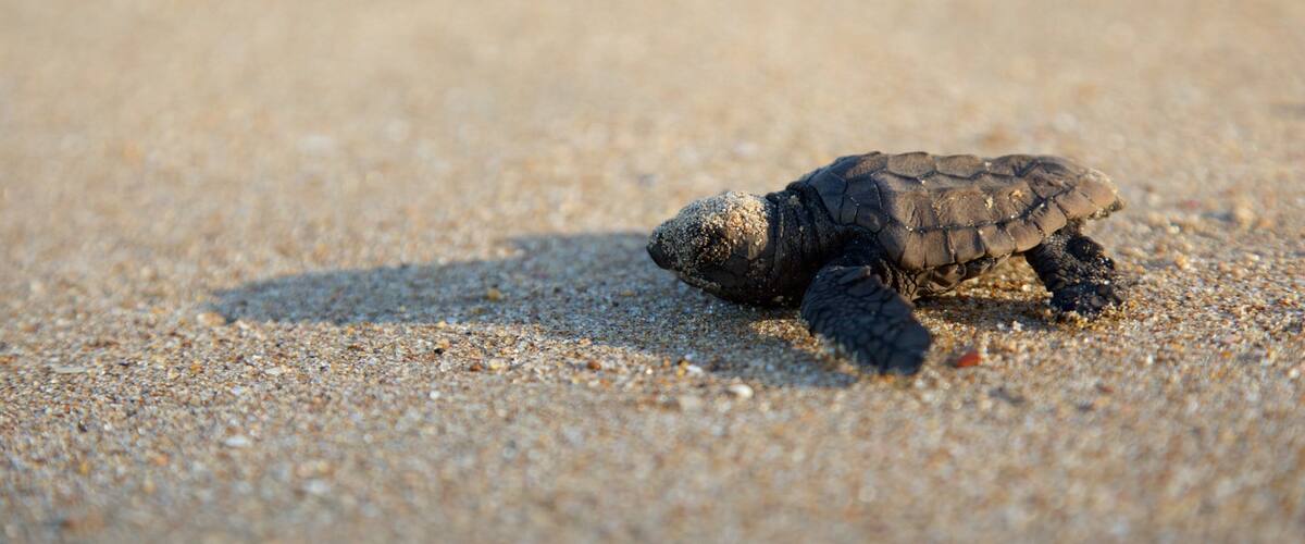 A baby turtle on a sandy beach.