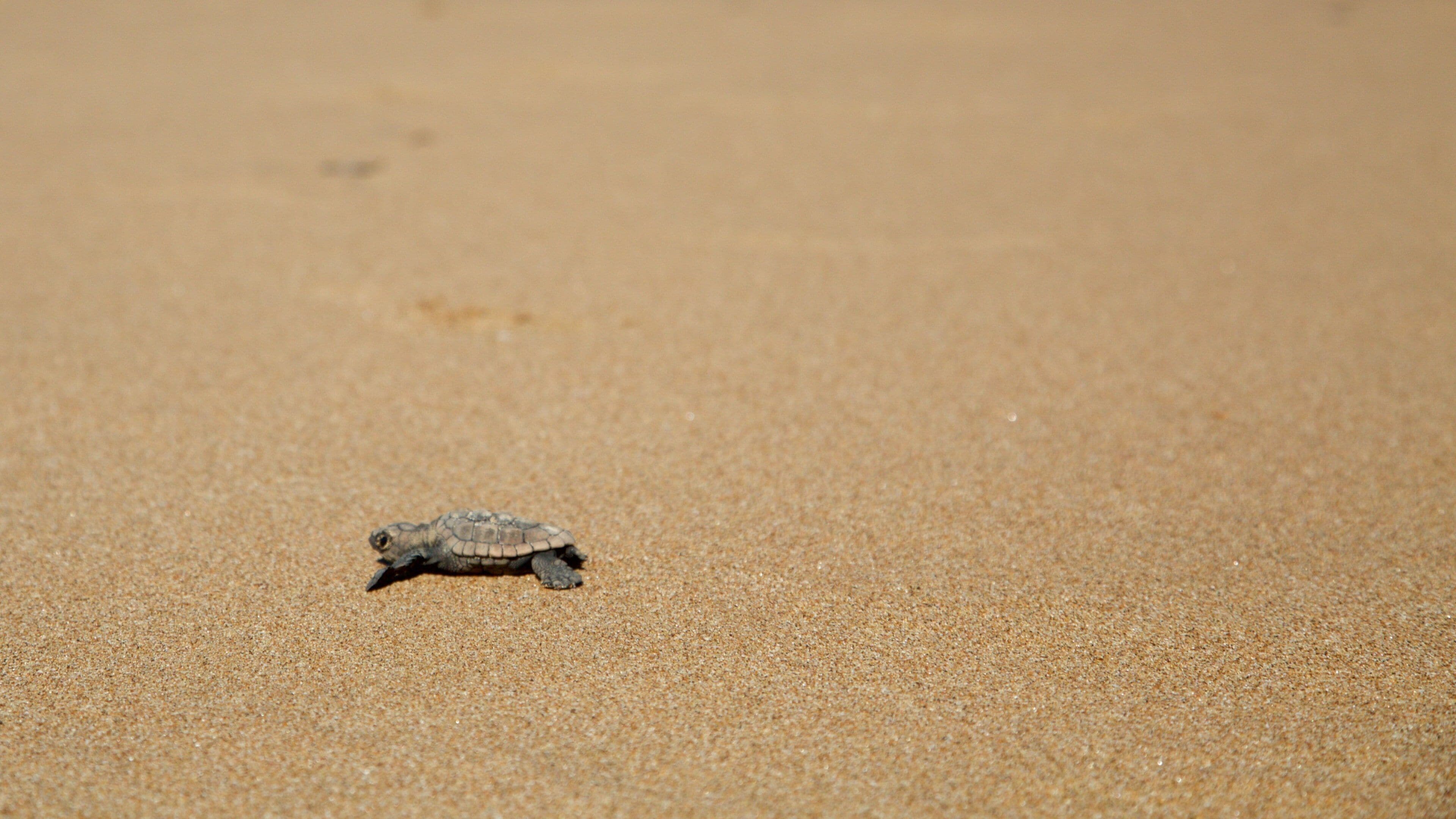 Mon Repos showing marine life and a sandy beach