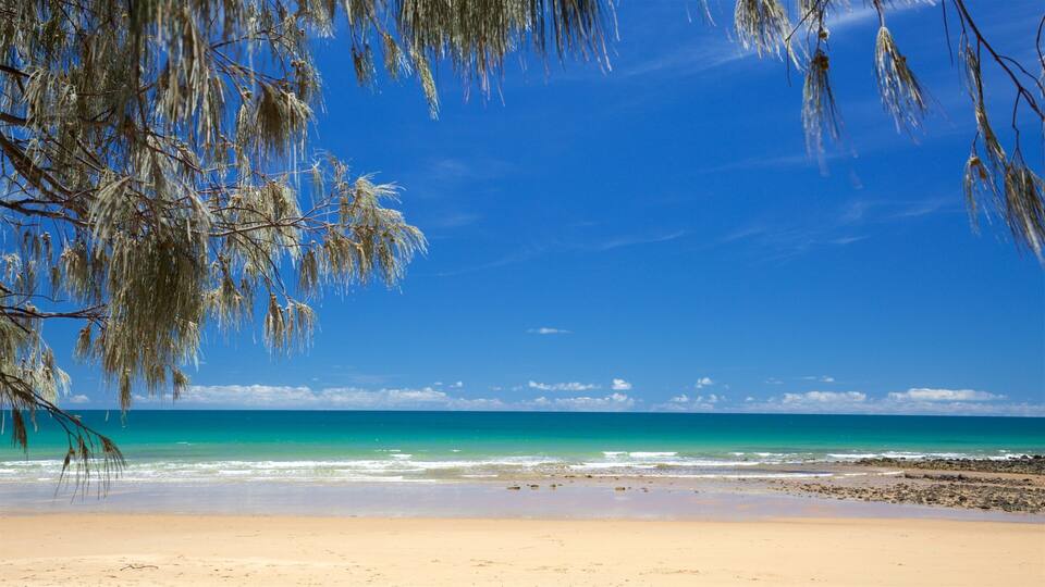 A beach with clear turquoise water, sandy shore, and hanging branches.