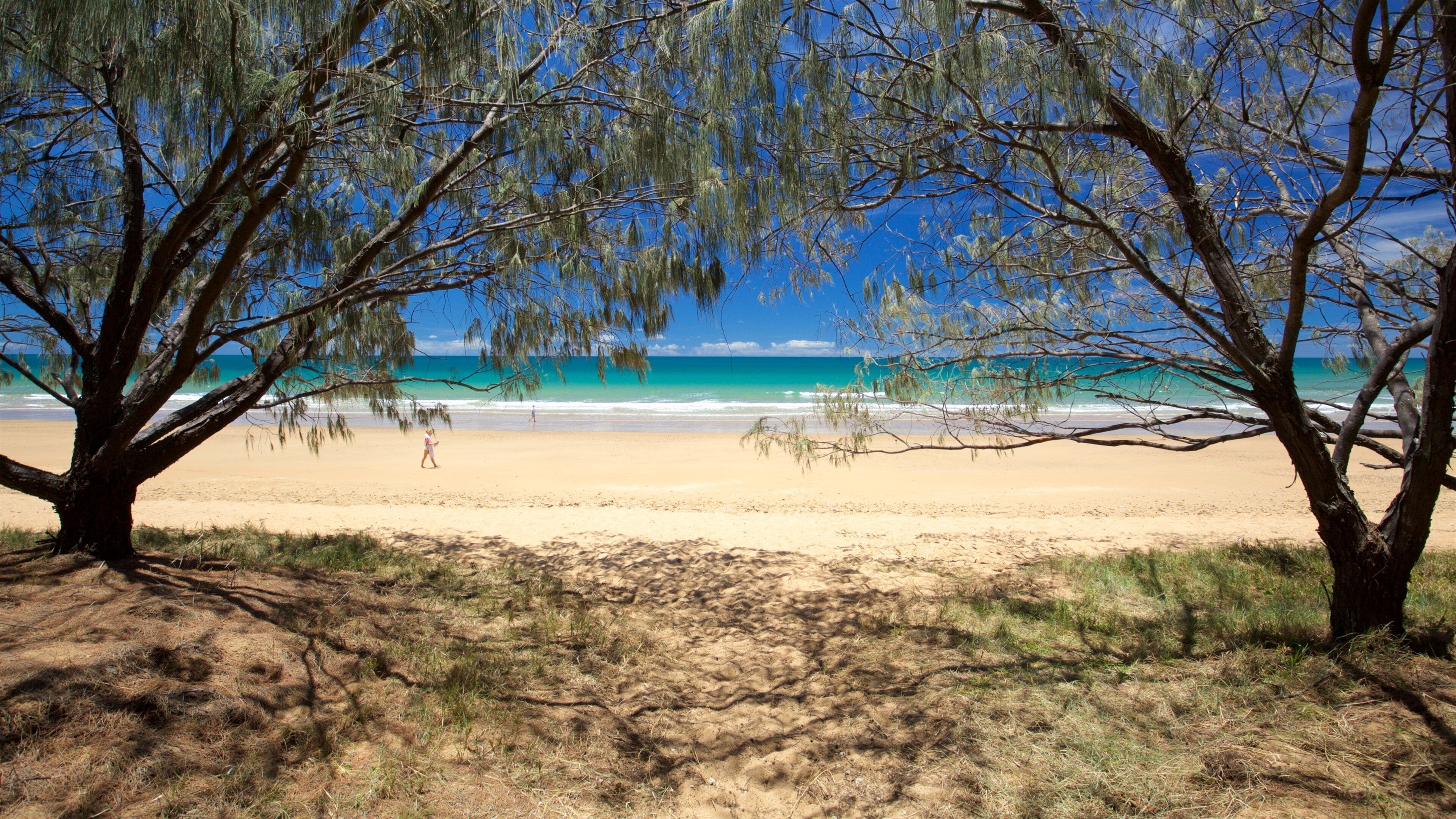 A beach with a clear blue sky, turquoise sea, and two prominent trees in the foreground.