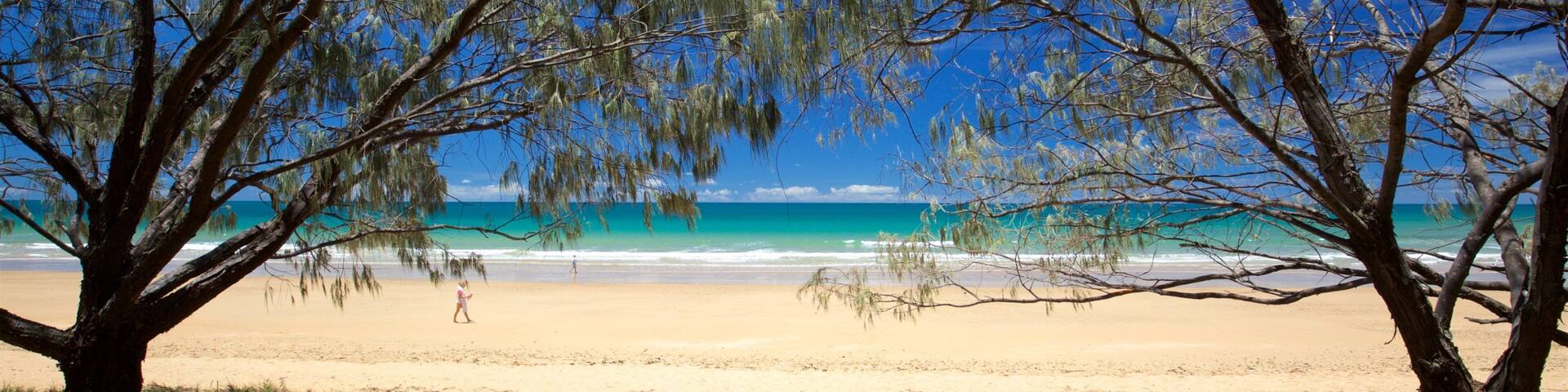 A beach with a clear blue sky, turquoise sea, and two prominent trees in the foreground.
