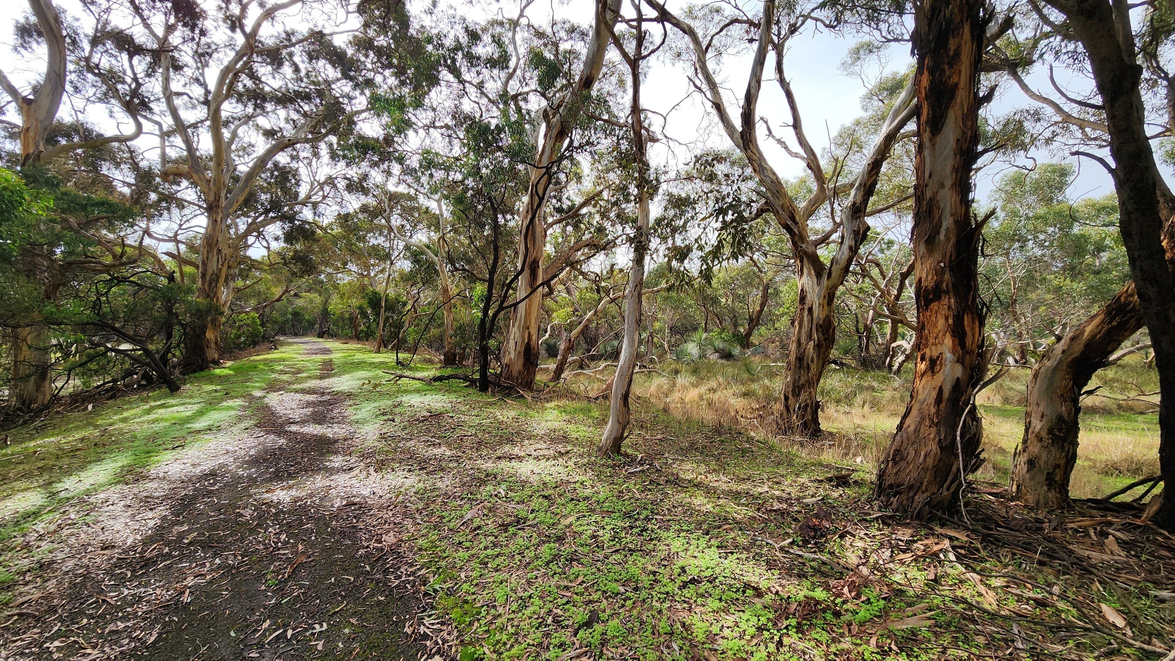 A forested area with a dirt path.