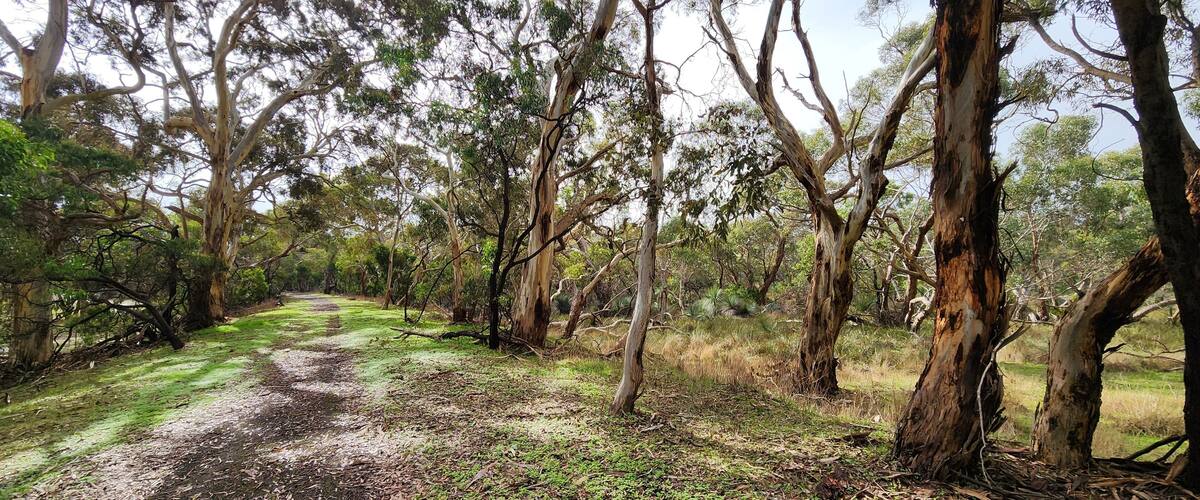 A forested area with a dirt path.