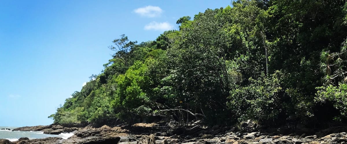 A rocky beach with dense green foliage and a clear blue sky.