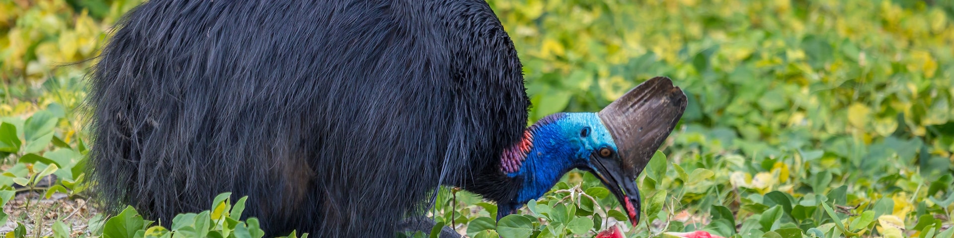 Un pájaro de cabeza azul y cuerpo negro comiendo sandía en un jardín.