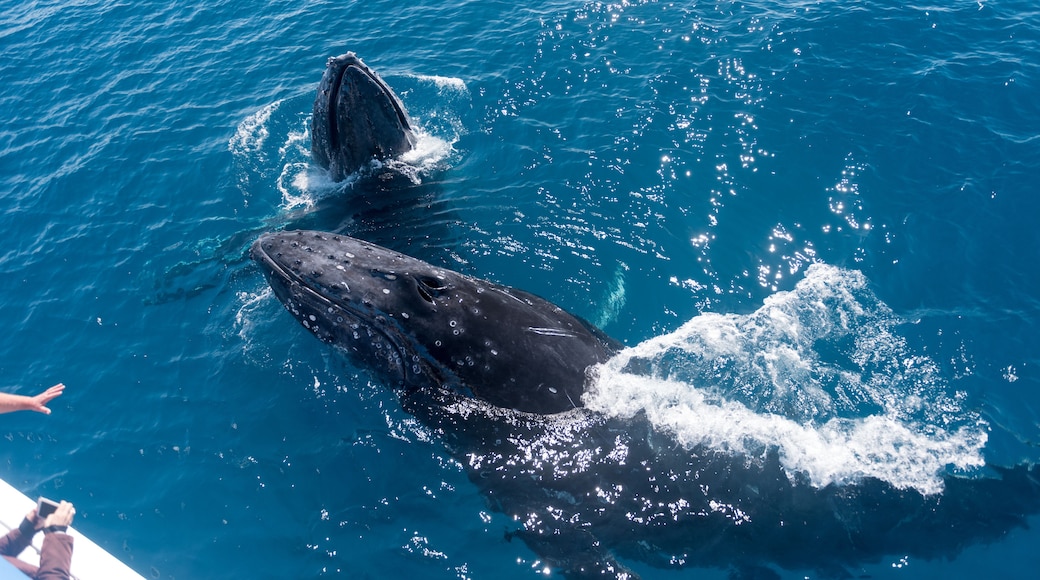 Une grande baleine surgissant à la surface de l’océan.