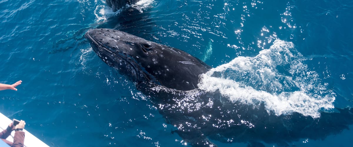 A large whale breaching the ocean surface.