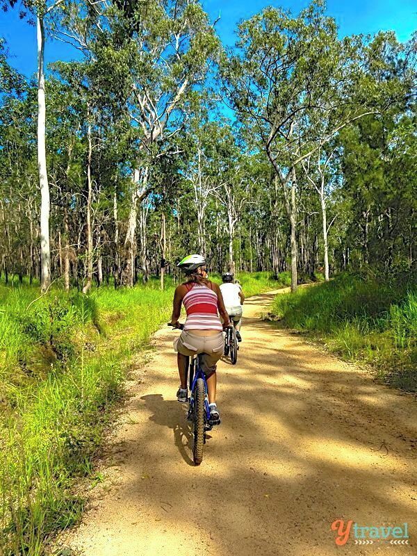 Two cyclists on a dirt path surrounded by eucalyptus trees.