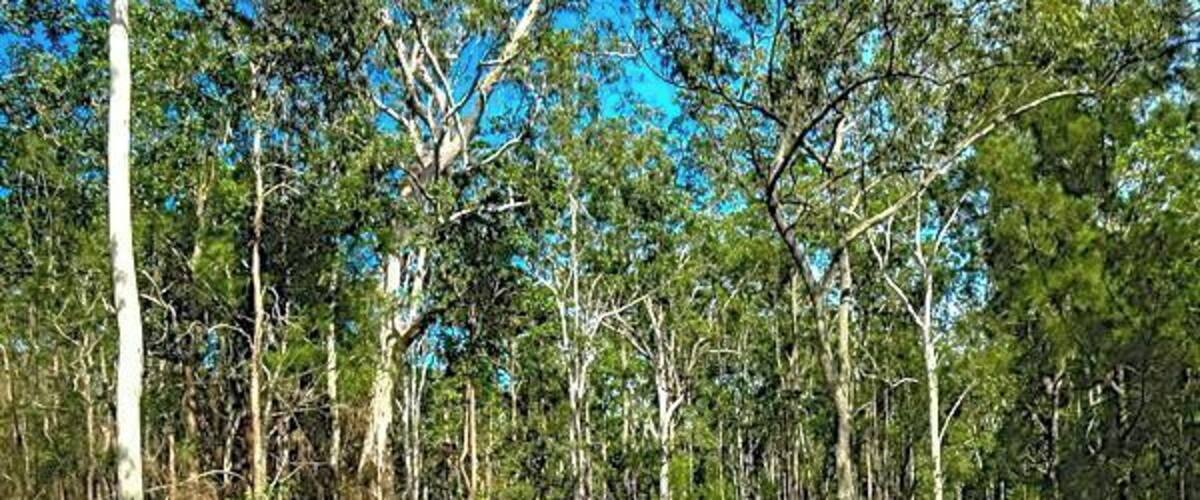 Two cyclists on a dirt path surrounded by eucalyptus trees.