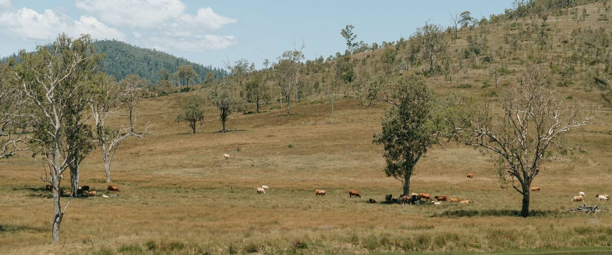 A grassy field with a pond, trees, and cattle grazing.