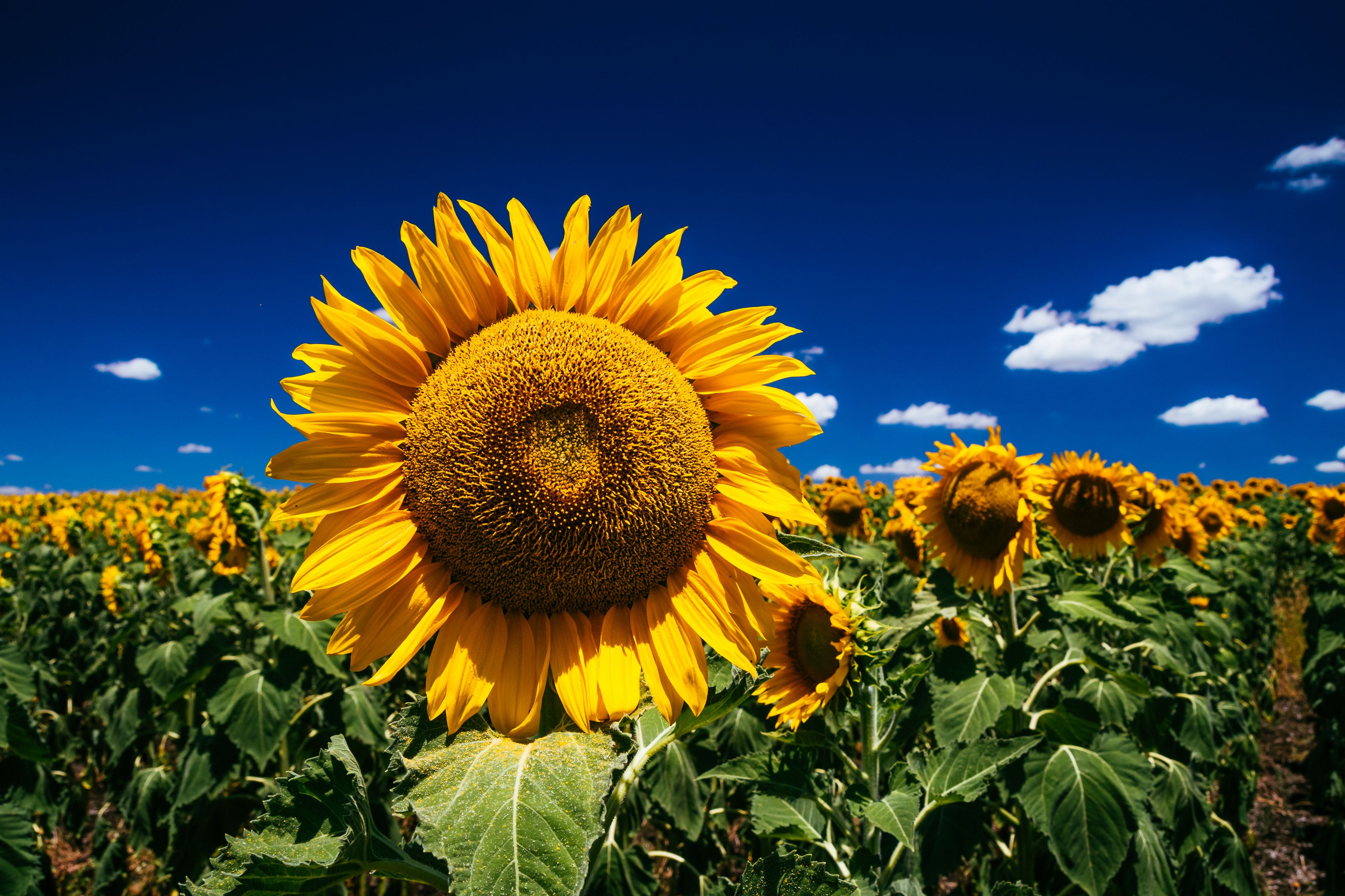 Un campo di girasoli sotto un cielo azzurro limpido.