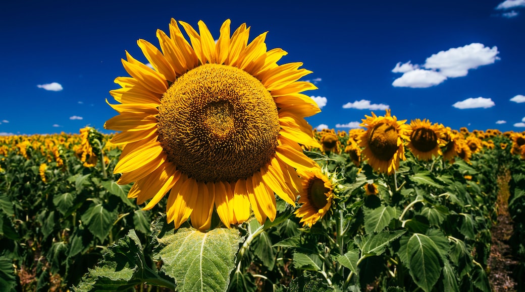 A field of sunflowers under a clear blue sky.