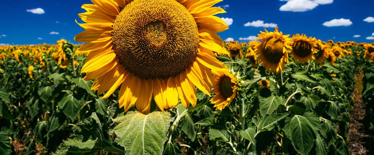 A field of sunflowers under a clear blue sky.
