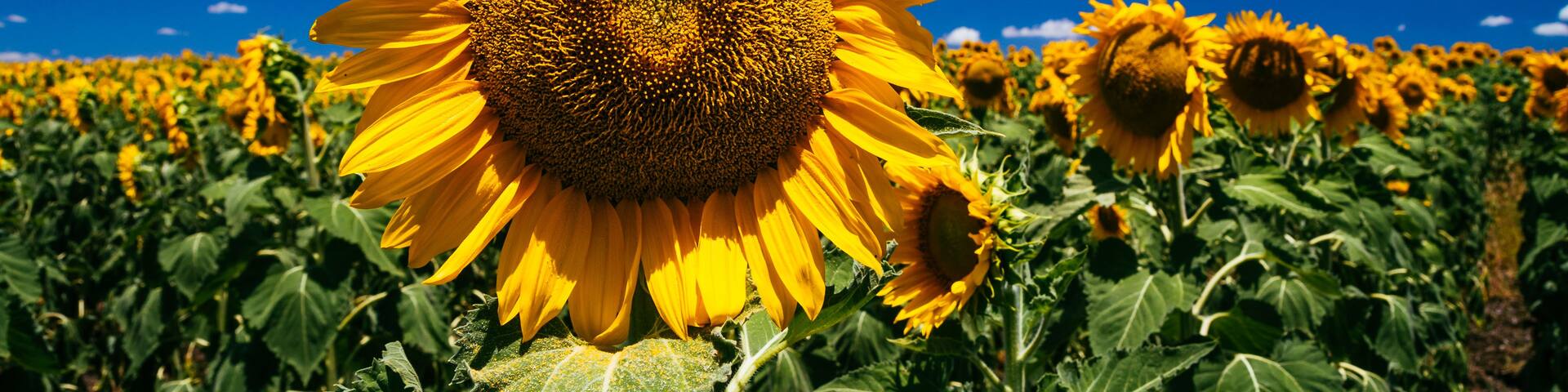 A field of sunflowers under a clear blue sky.