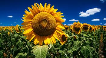 Un campo di girasoli sotto un cielo azzurro limpido.