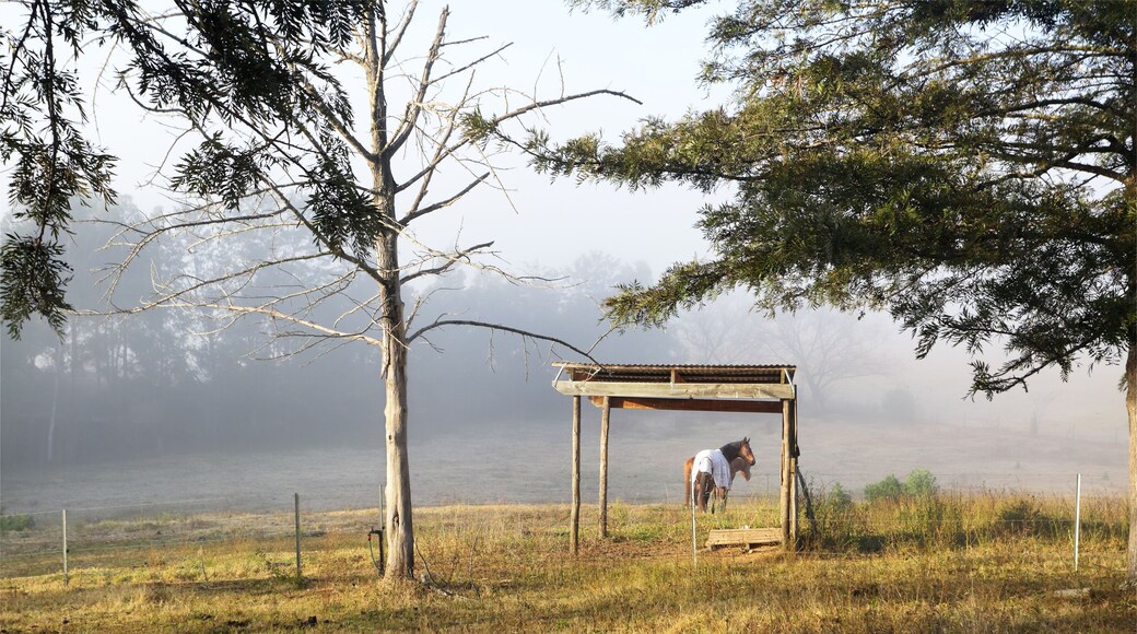 Morning fog across the undulating countryside at North Richmond