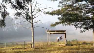 Morning fog across the undulating countryside at North Richmond
