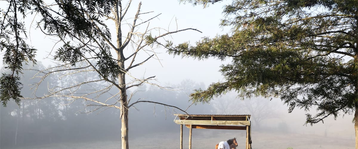 A horse under a wooden shelter in a grassy field with trees and fog in the background.