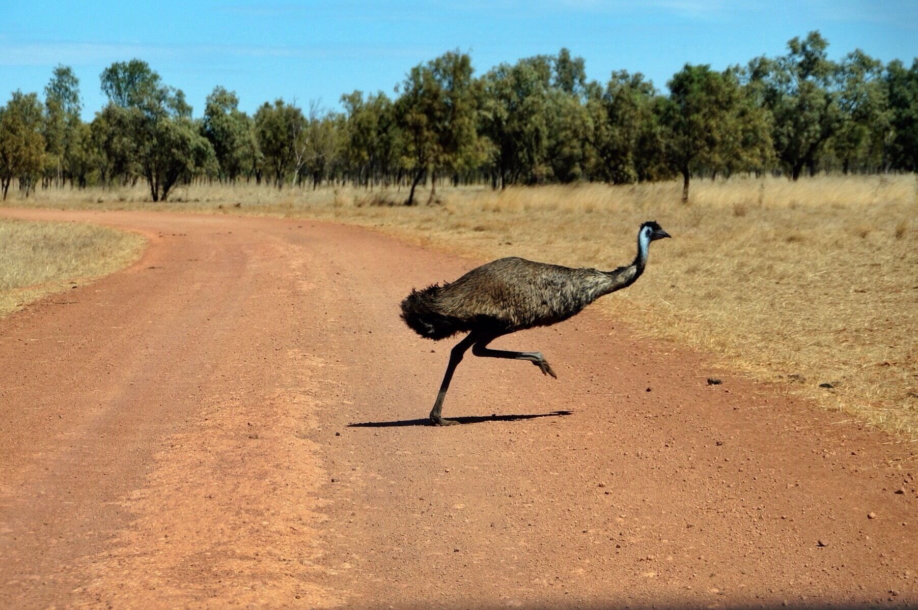 An emu walking on a dirt road with trees in the background.
