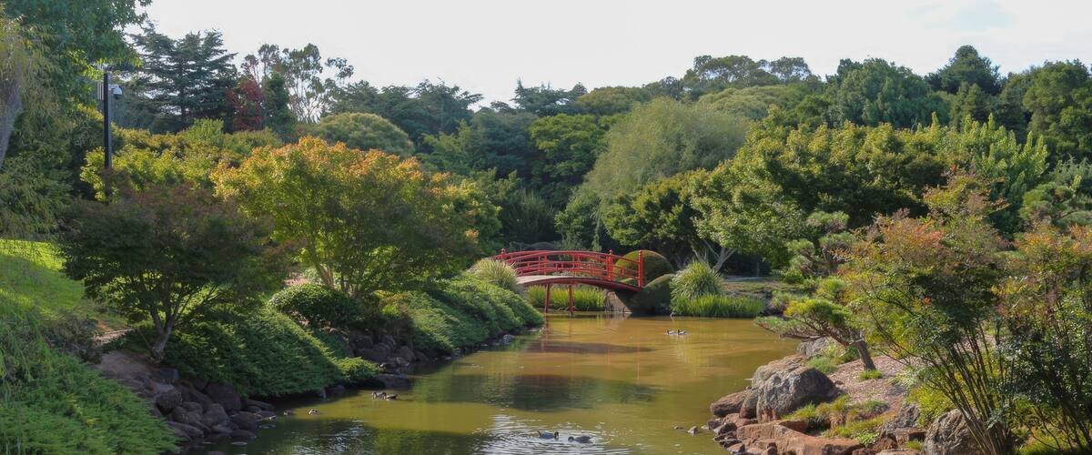 Peaceful Japanese Garden with Red Bridge in Toowoomba, Queensland