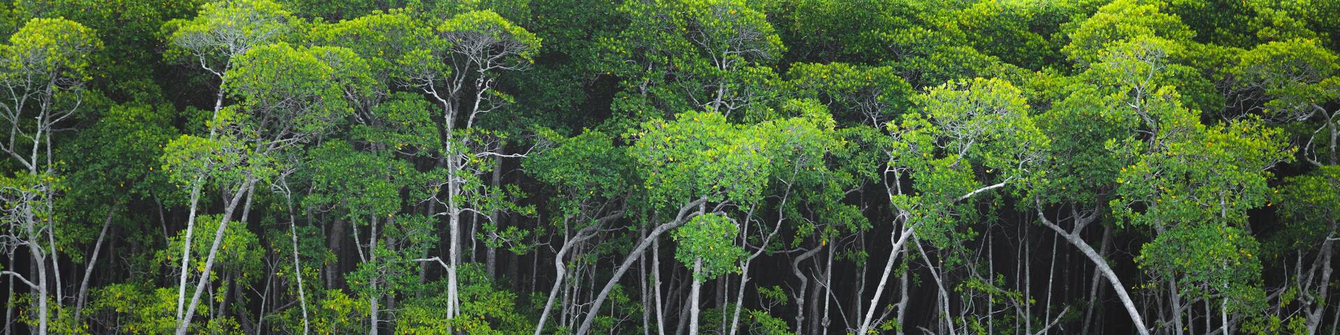 Panorama of a mangrove tree (Rhizophora mangle) forest and their stilt roots at Port Douglas in the tropical Daintree Rainforest, Queensland, Australia.