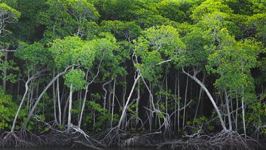 Panorama of a mangrove tree (Rhizophora mangle) forest and their stilt roots at Port Douglas in the tropical Daintree Rainforest, Queensland, Australia.