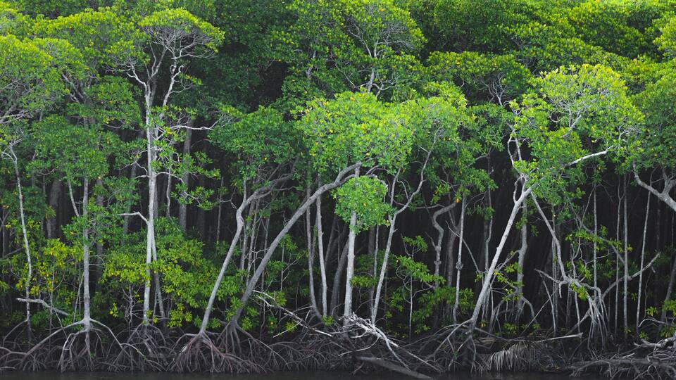A dense mangrove forest with numerous trees and tangled roots.