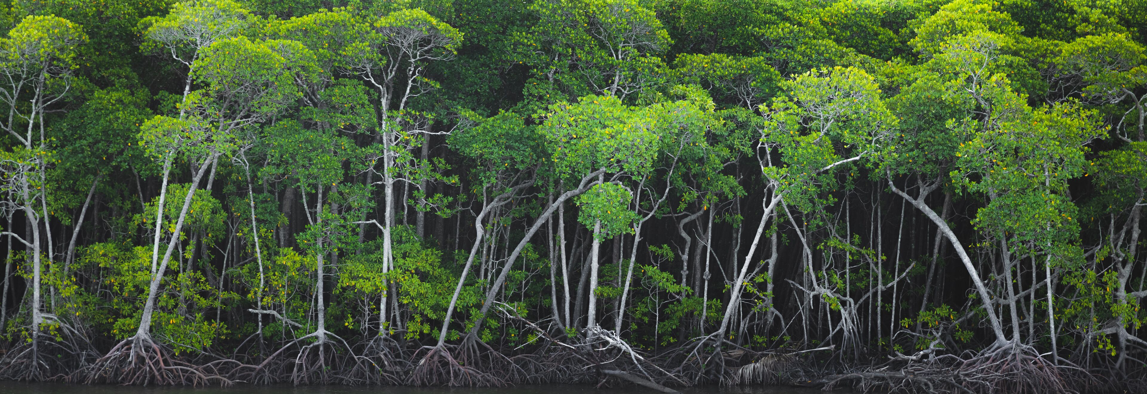 A dense mangrove forest with numerous trees and tangled roots.