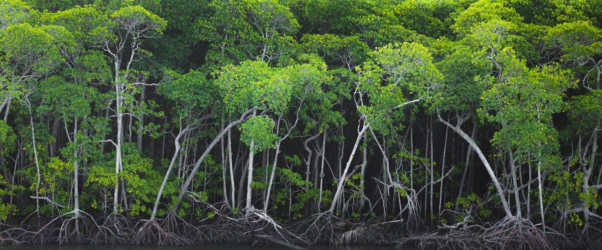 A dense mangrove forest with numerous trees and tangled roots.